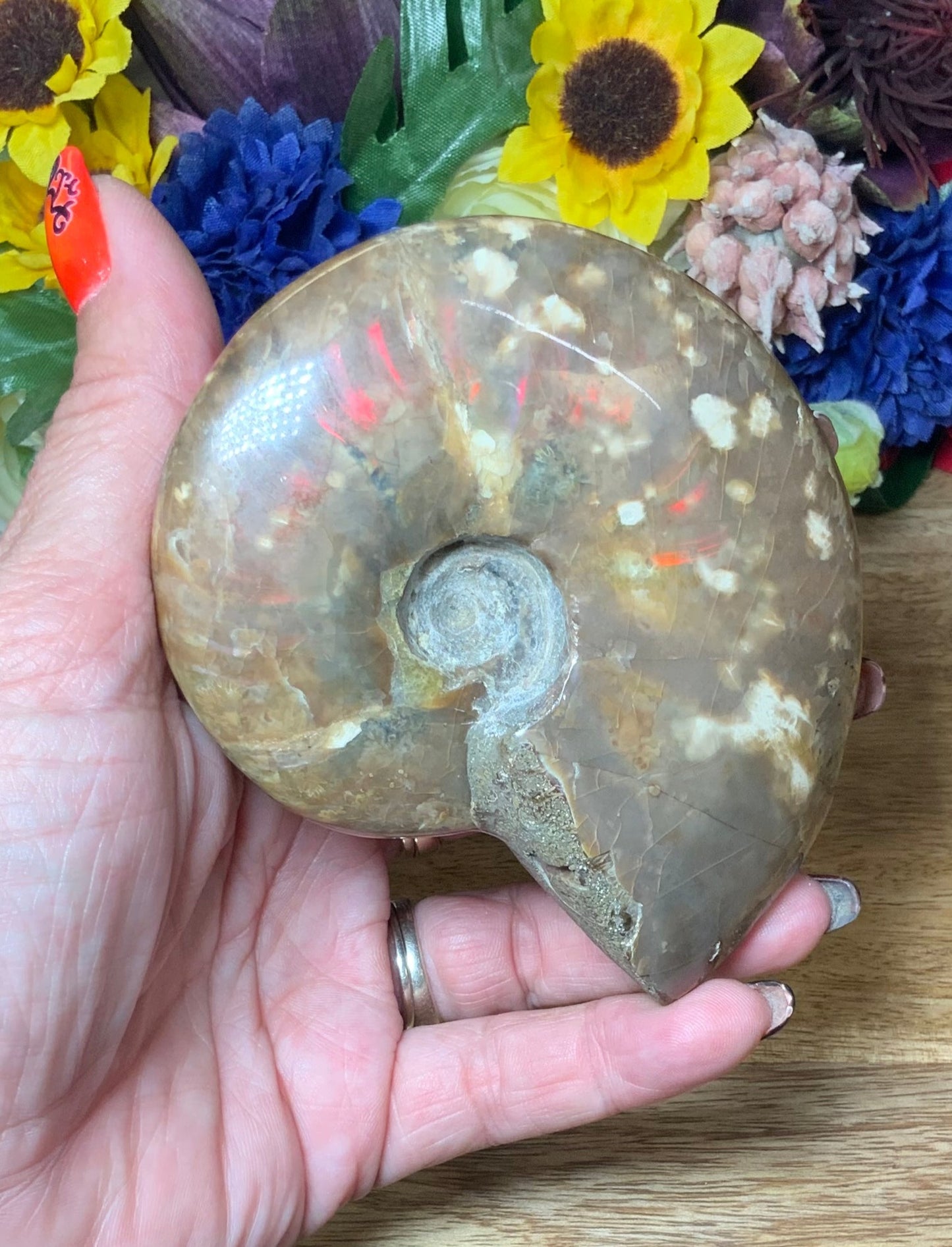 Ammonite Fossil Conch Shell