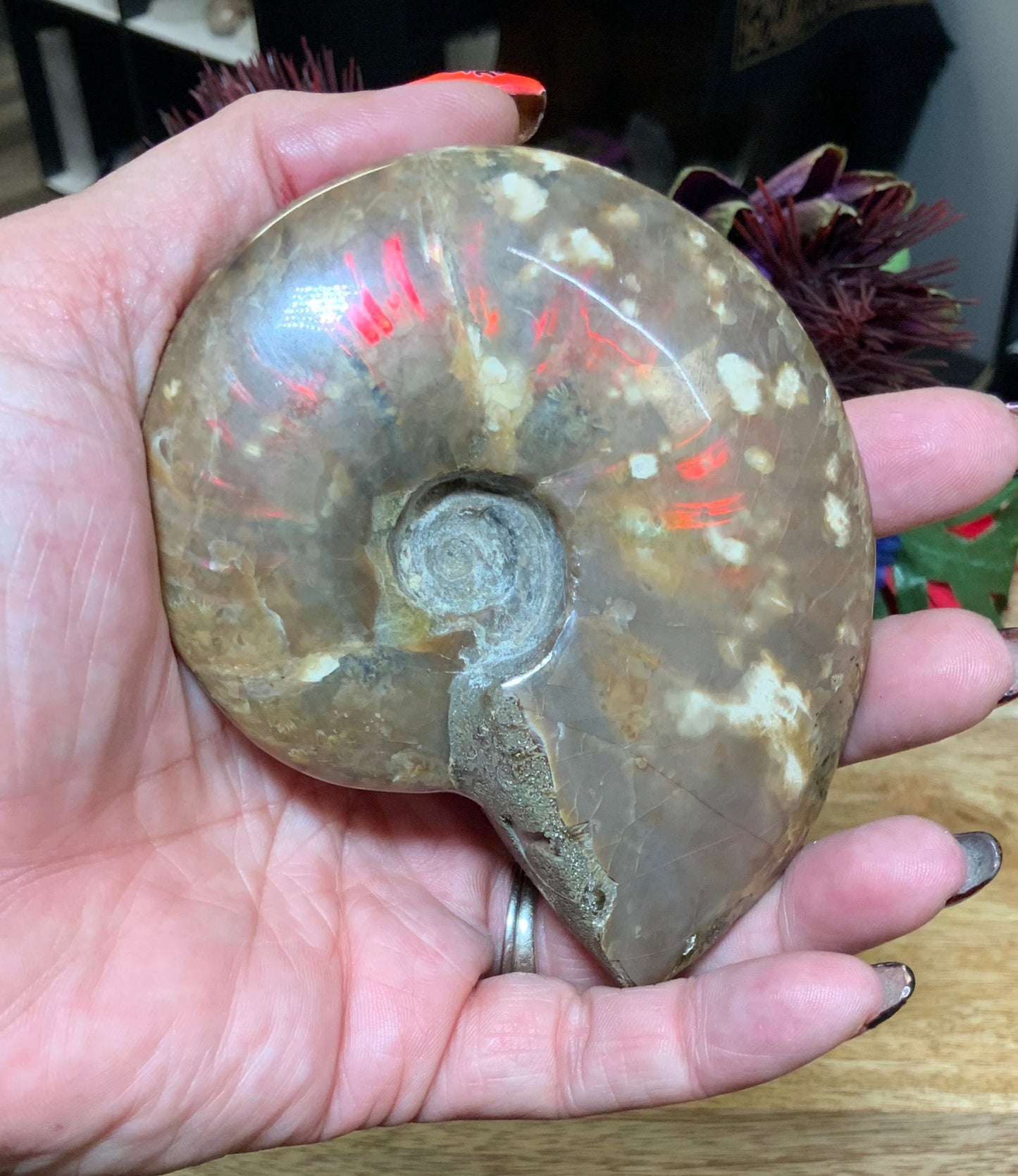 Ammonite Fossil Conch Shell