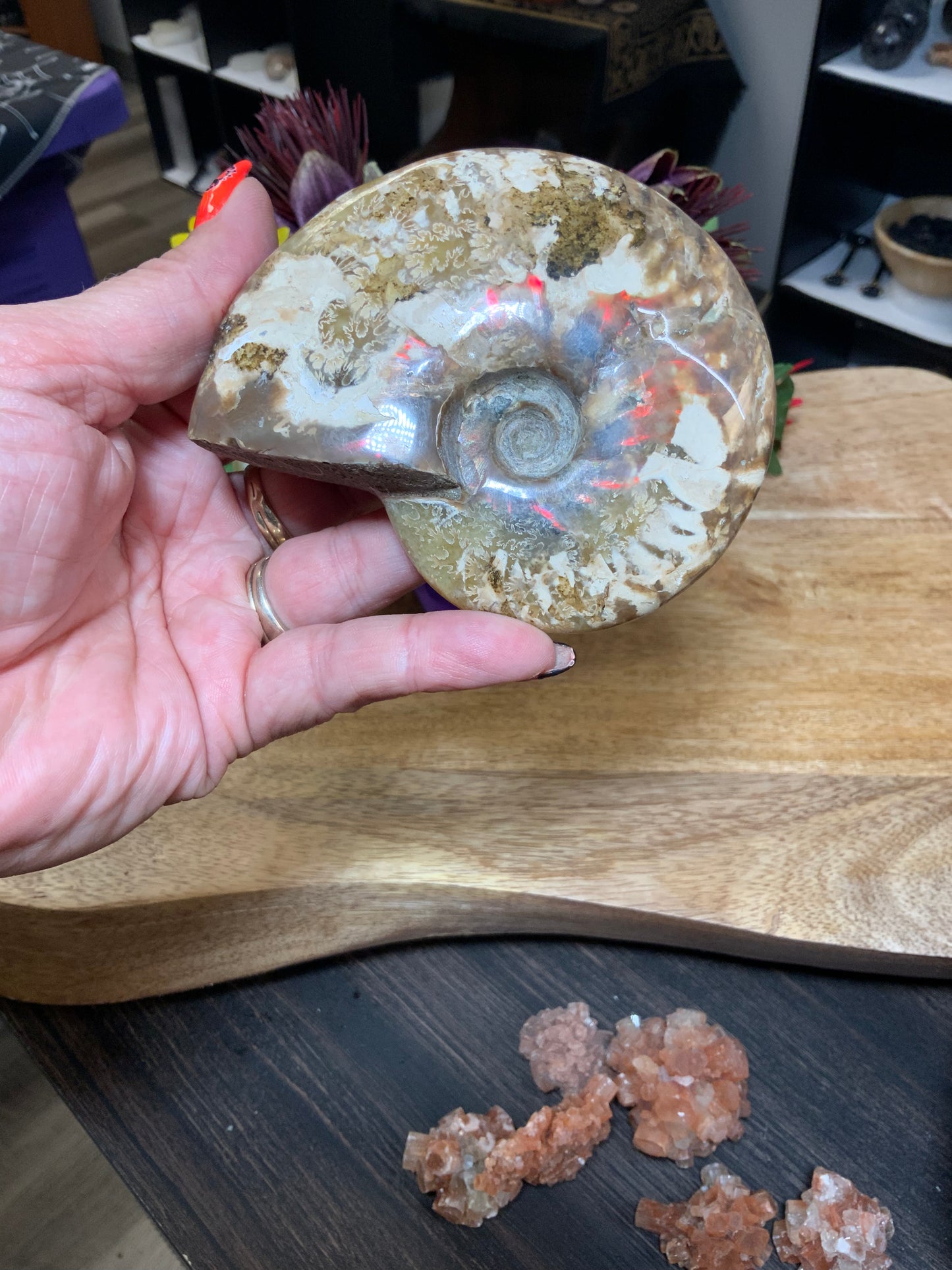 Ammonite Fossil Conch Shell