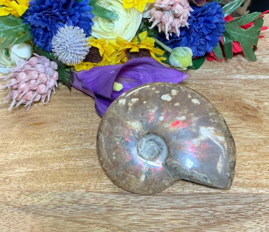 Ammonite Fossil Conch Shell