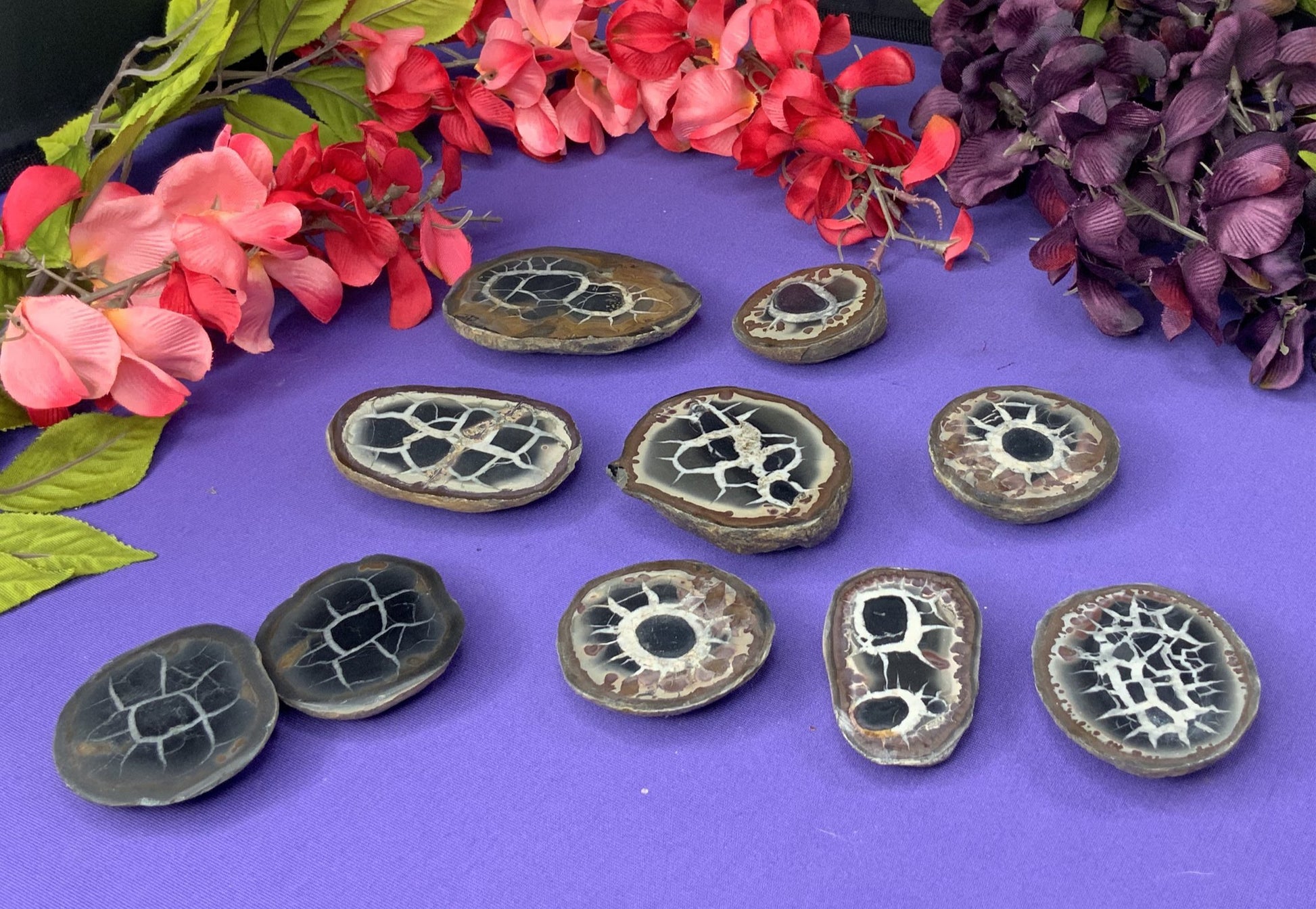 Septarian Slices - Neatos Elements